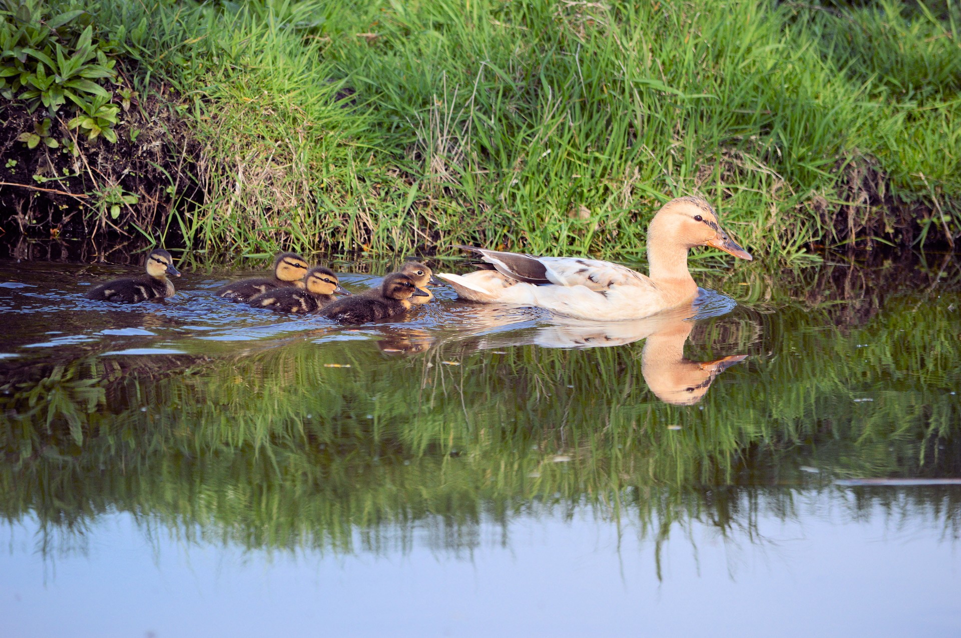 duck duckling waterbird free photo