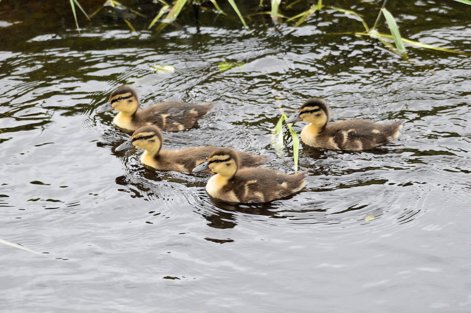 duck duckling waterbird free photo