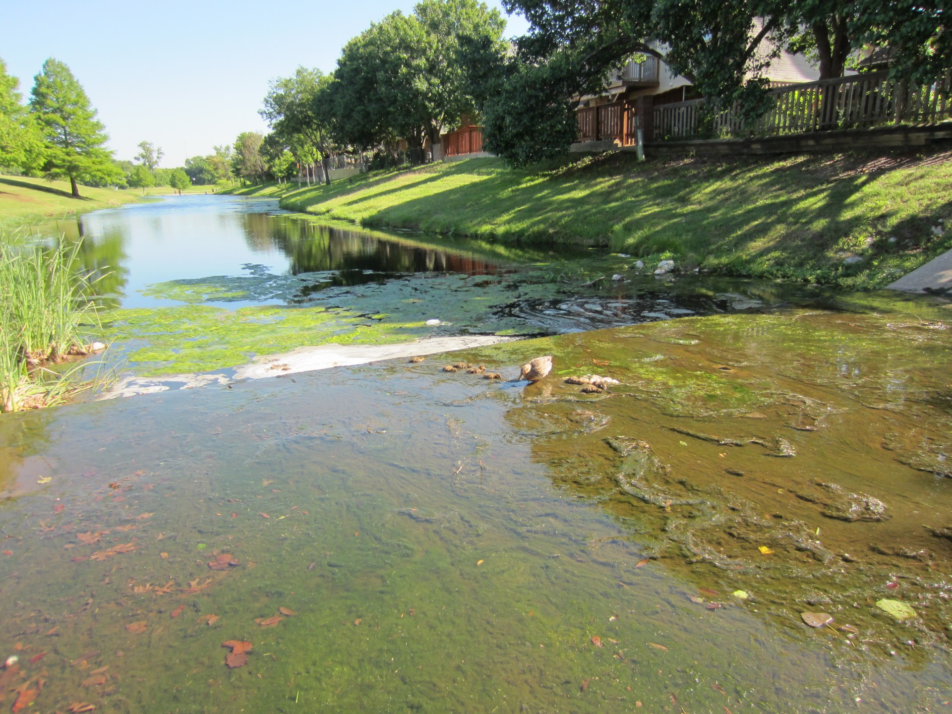 texas freshwater lake duckling mallard free photo