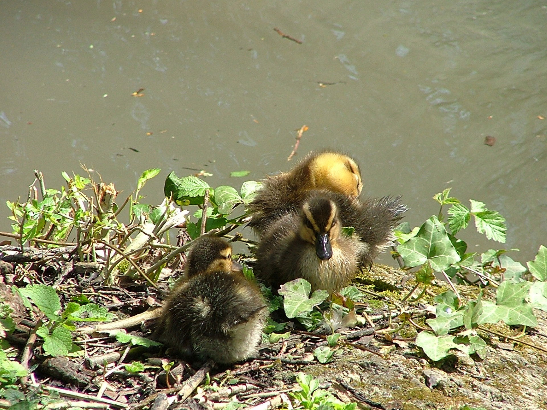 baby ducks ducklings ducklings free photo
