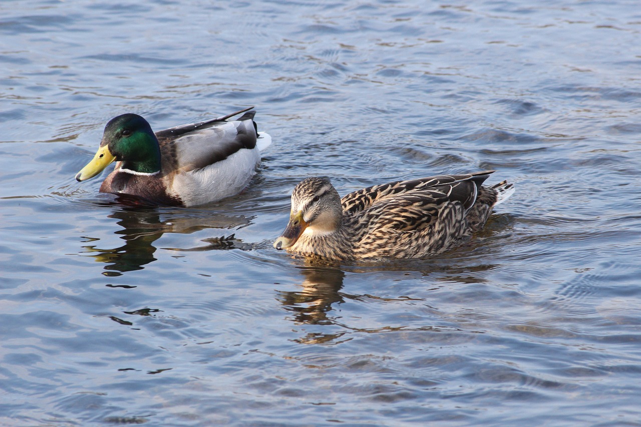 ducks birds water bird free photo