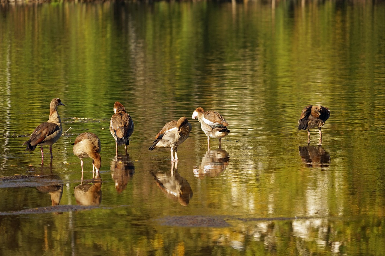 ducks water water bird free photo