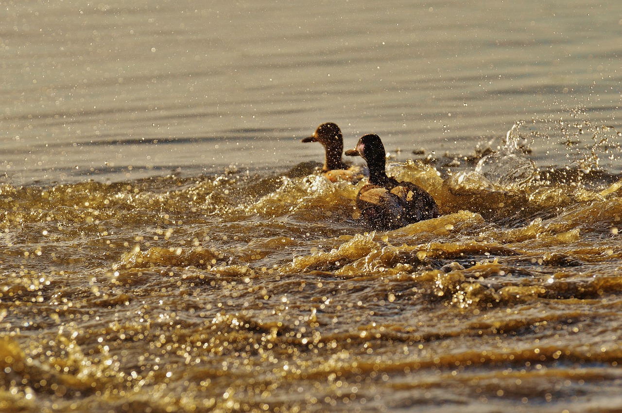 ducks escape tracking free photo