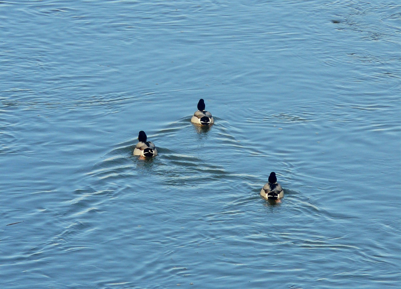 ducks river three free photo