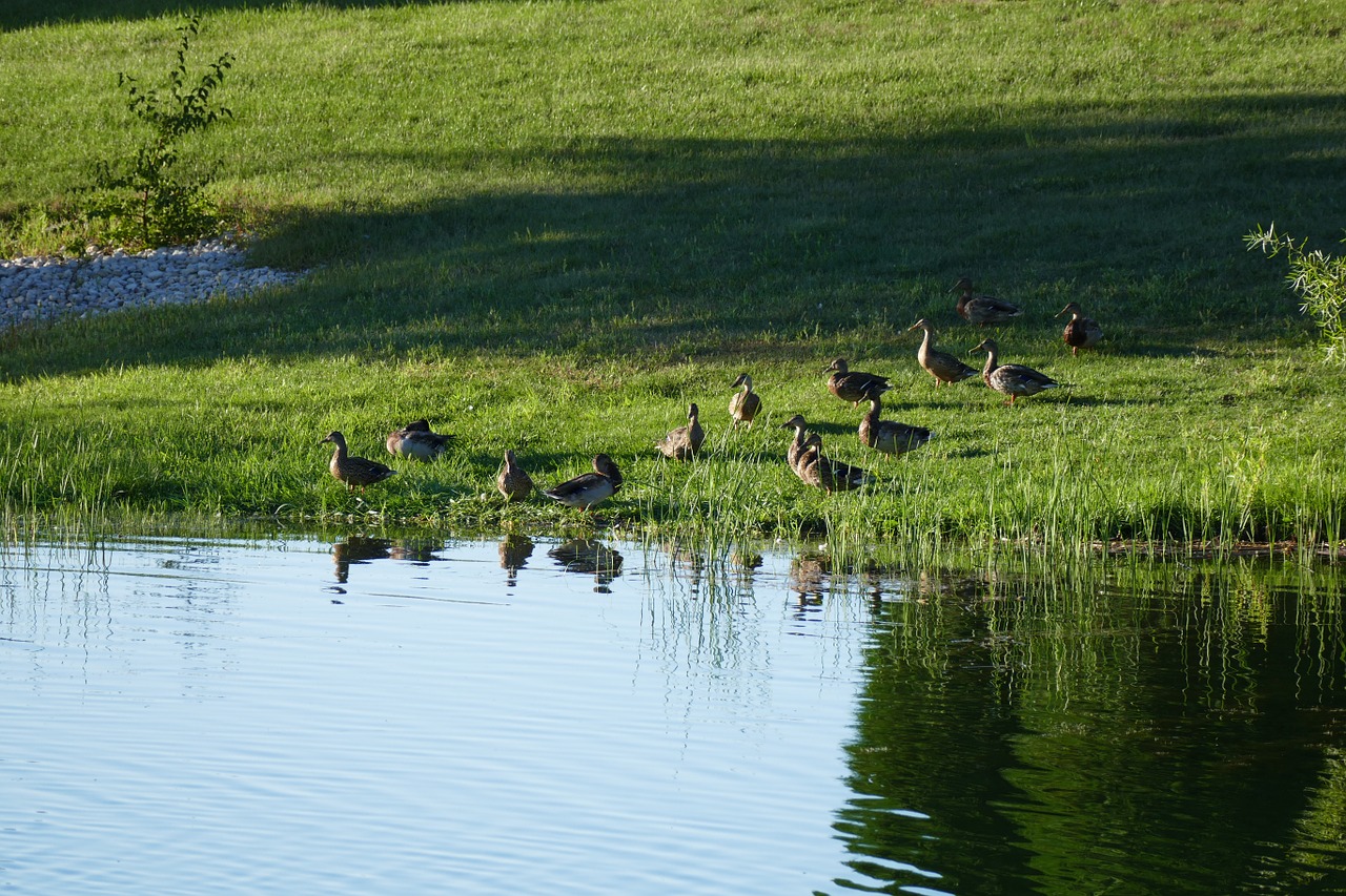 ducks pond lake free photo