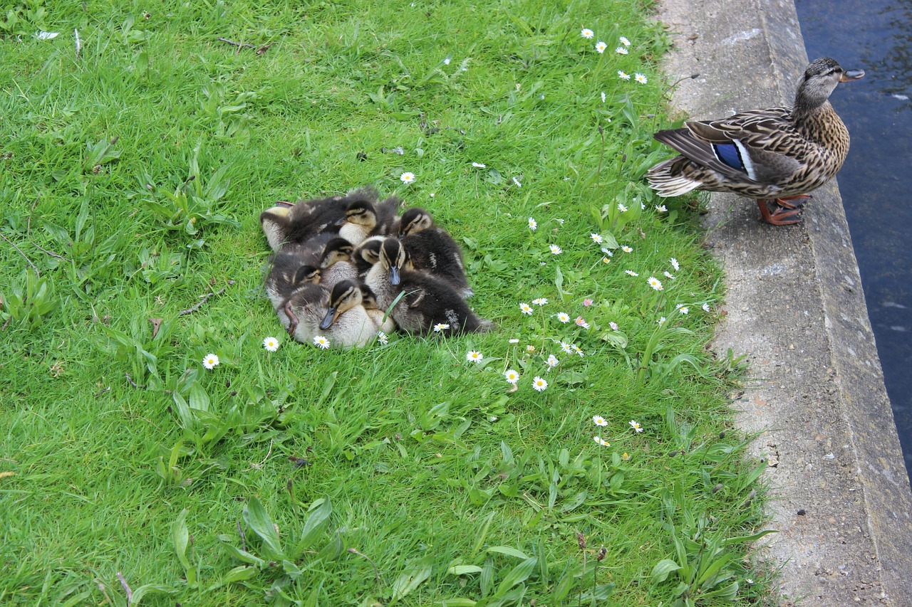 ducks mother duck bird free photo