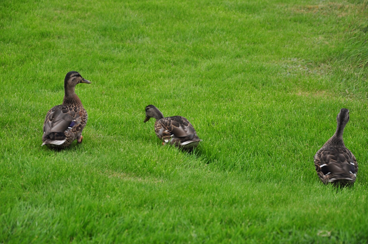 ducks birds animals free photo