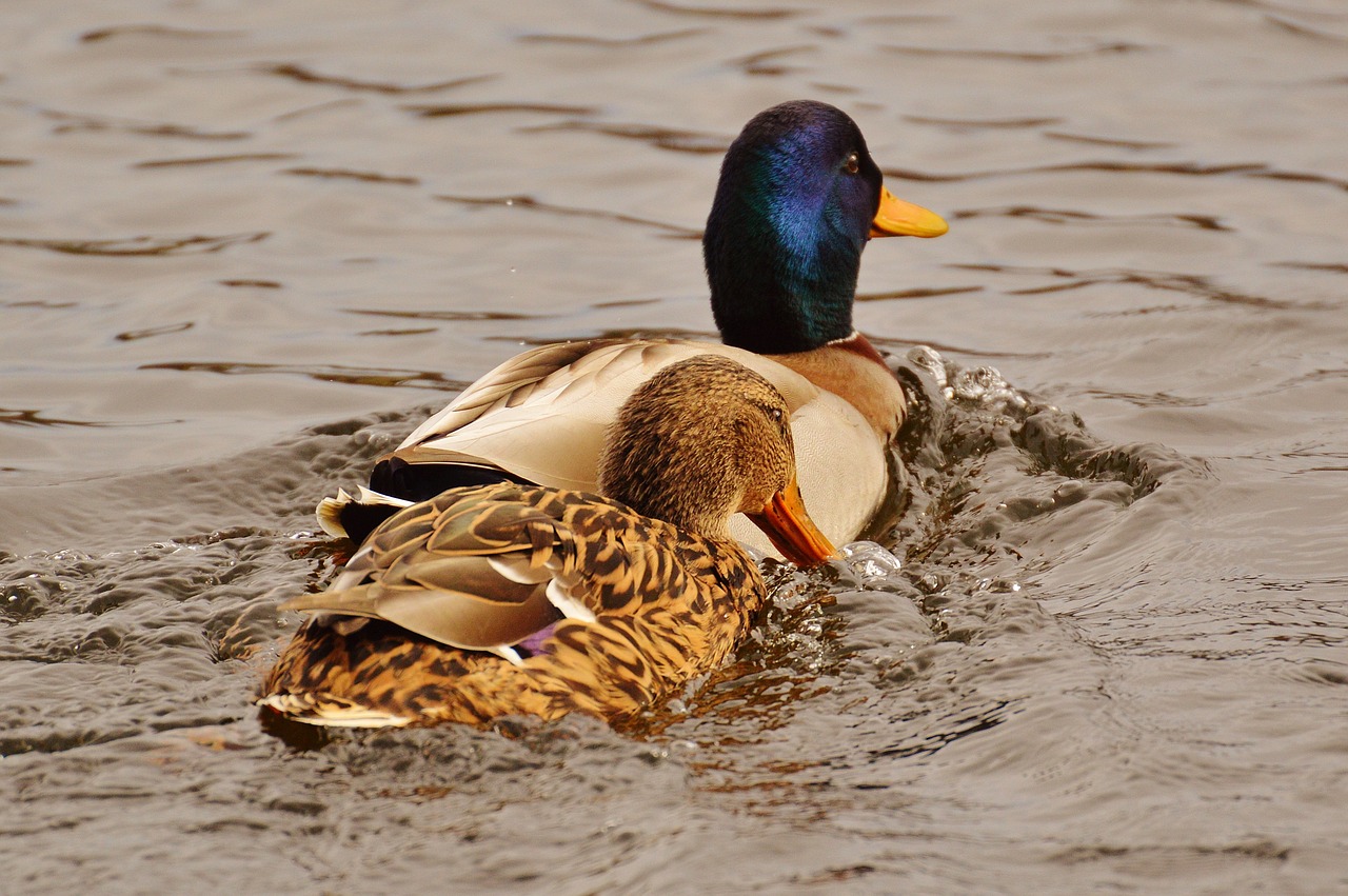 ducks smooch water bird free photo