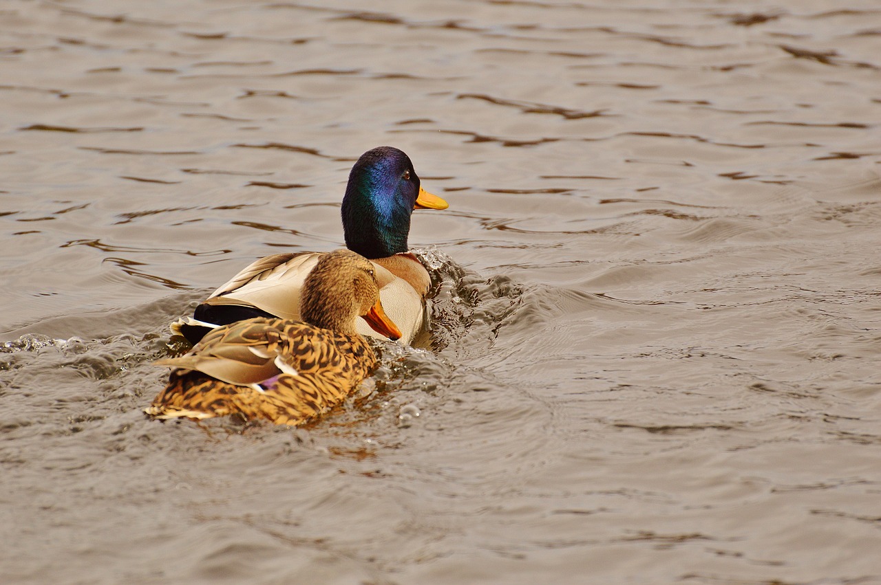 ducks smooch water bird free photo