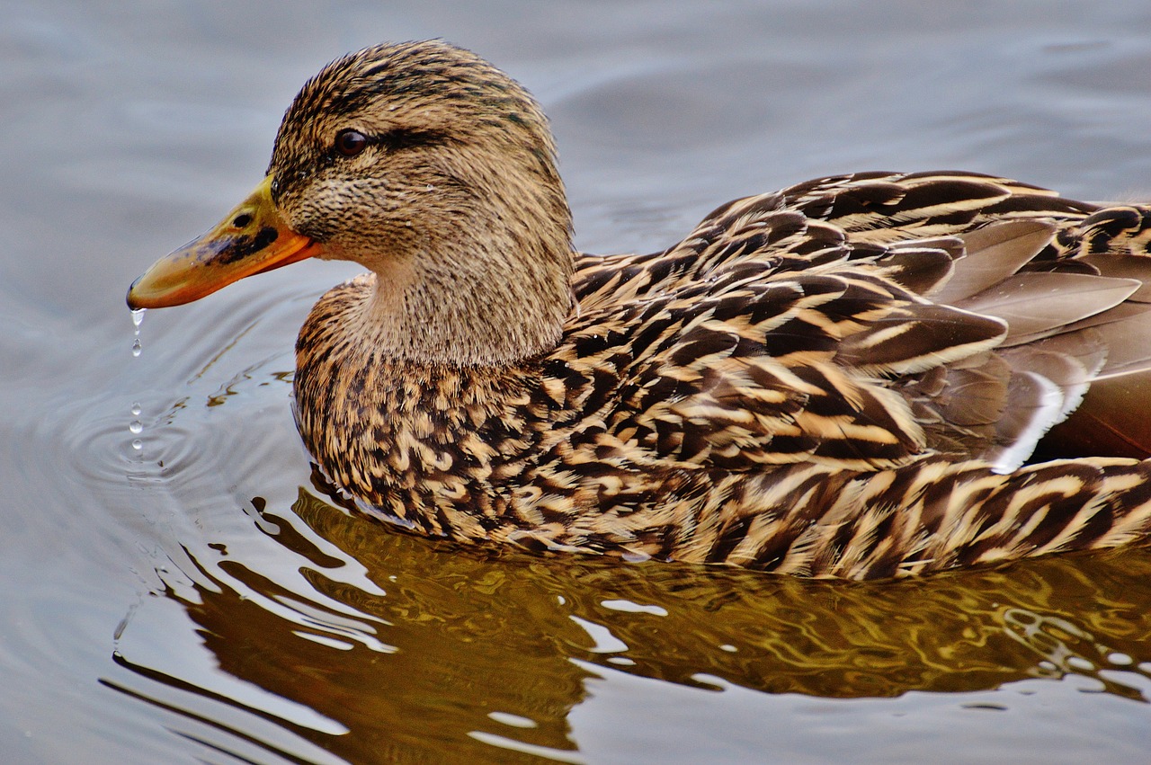 ducks water bird poultry free photo