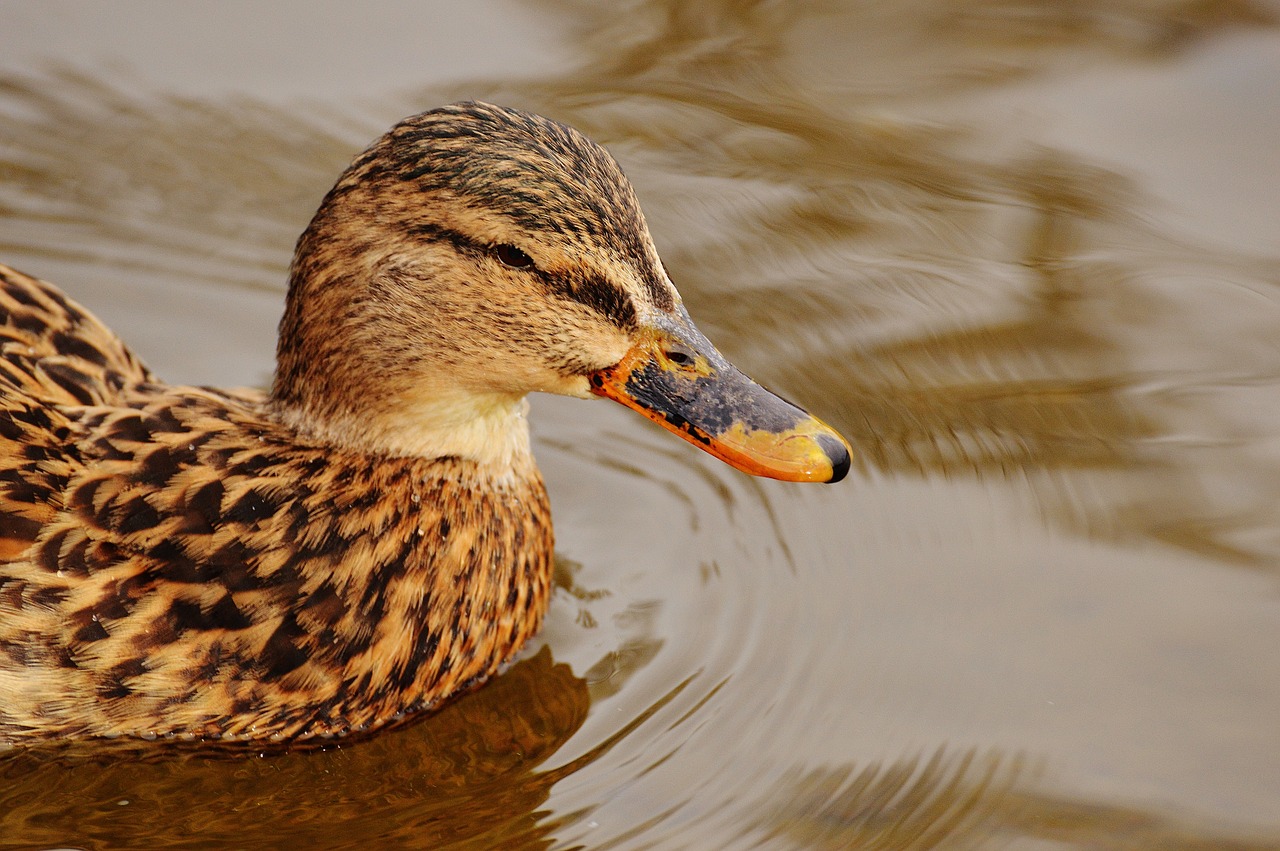 ducks water bird poultry free photo