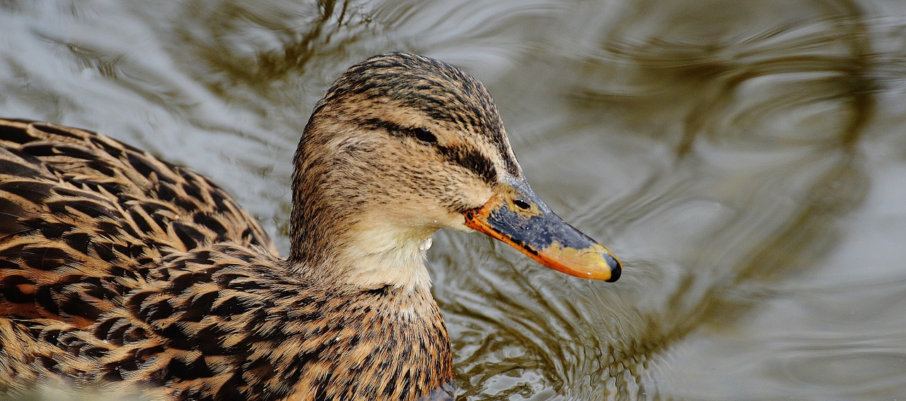 ducks water bird poultry free photo