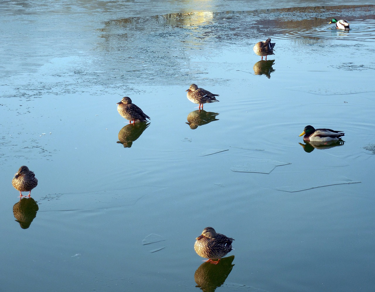 ducks waterfowl lake free photo