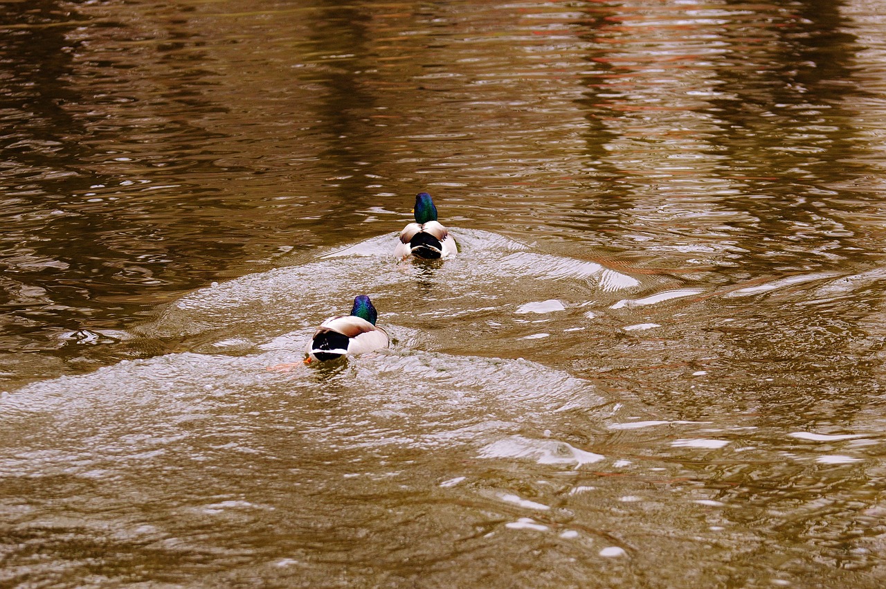 ducks water bird poultry free photo