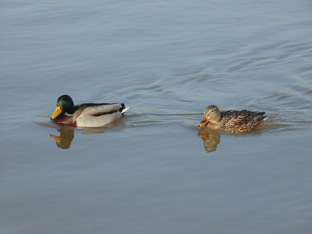 ducks water bird free photo