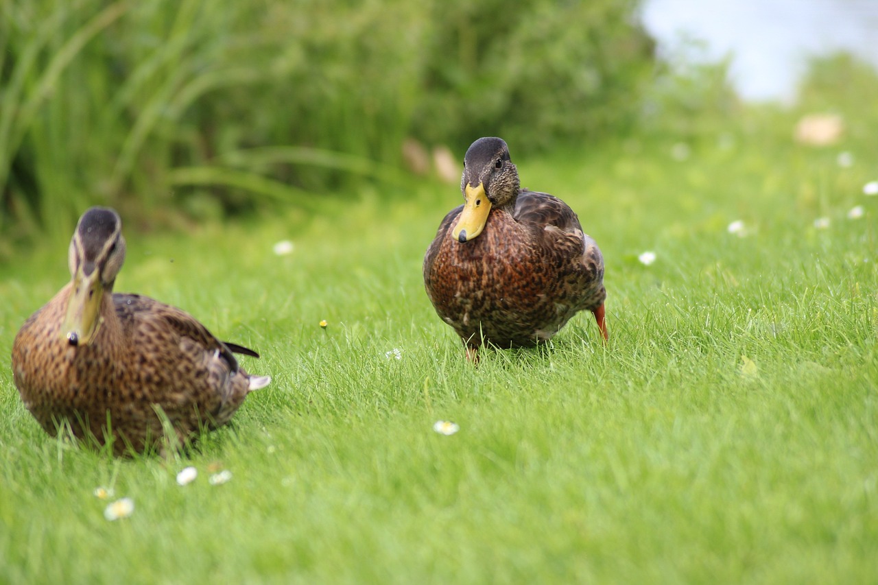 ducks meadow spring free photo