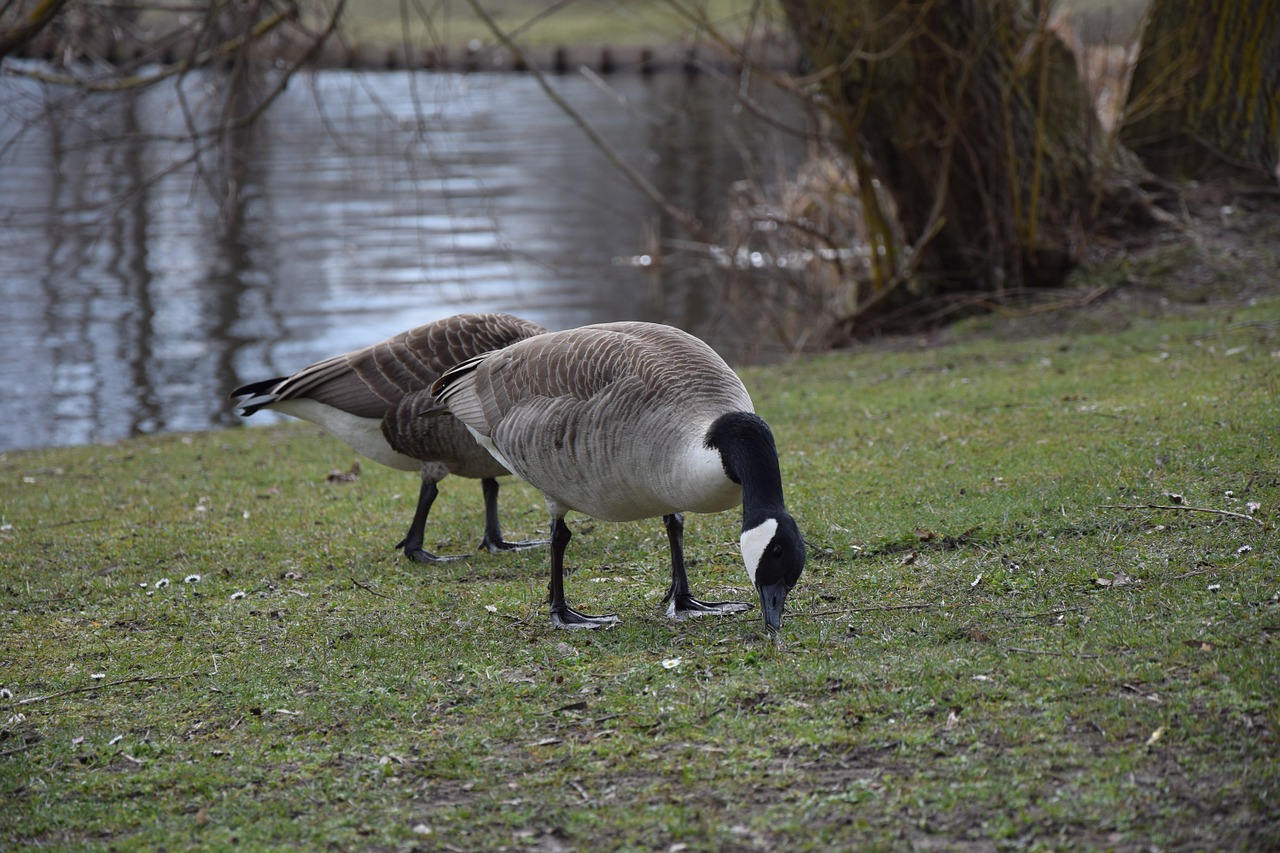 ducks meadow bird free photo