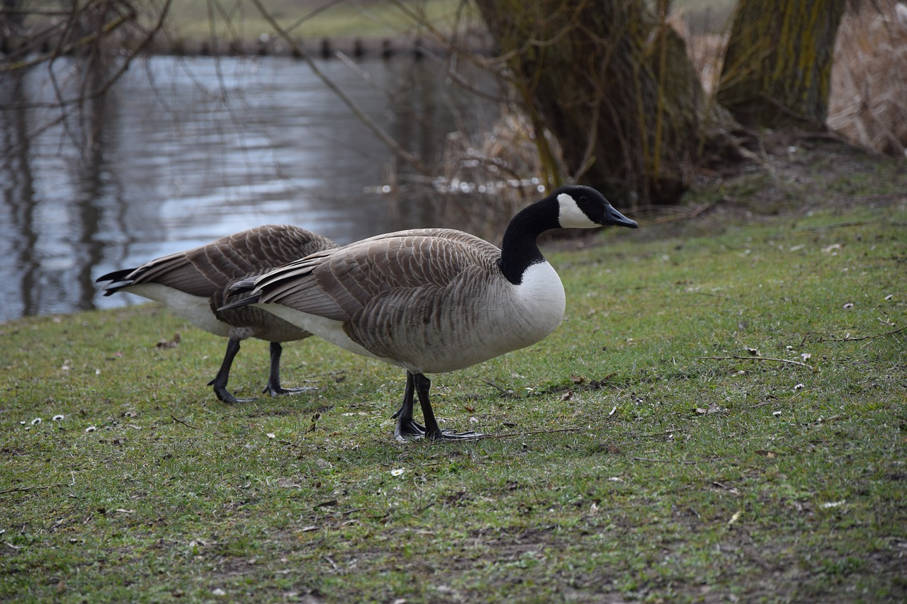 ducks meadow bird free photo