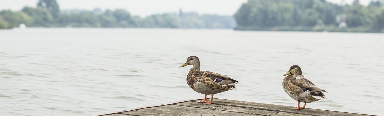 ducks river water free photo