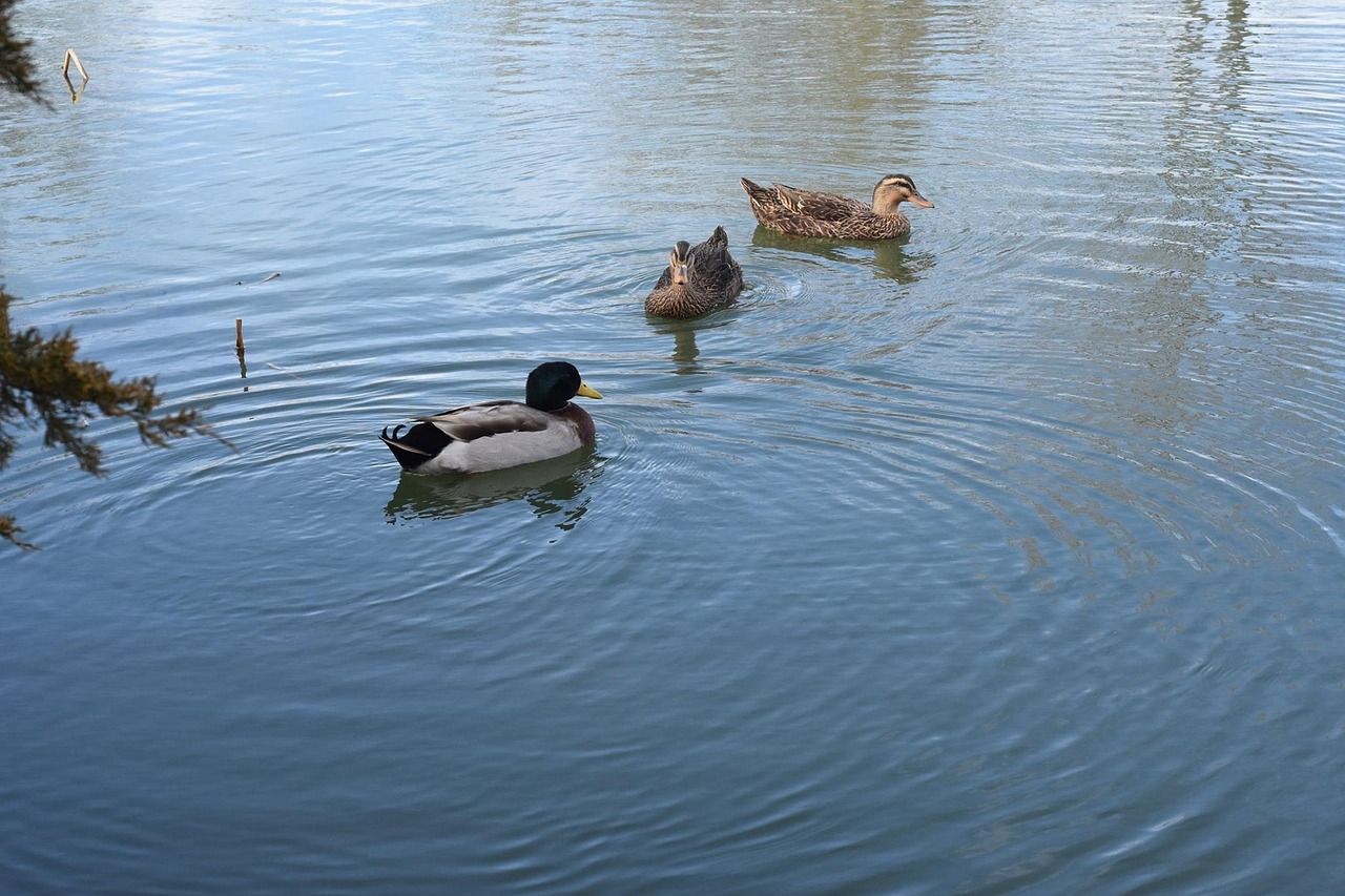 ducks birds wildlife free photo