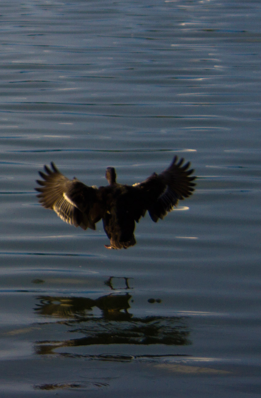 duck bird fly free photo