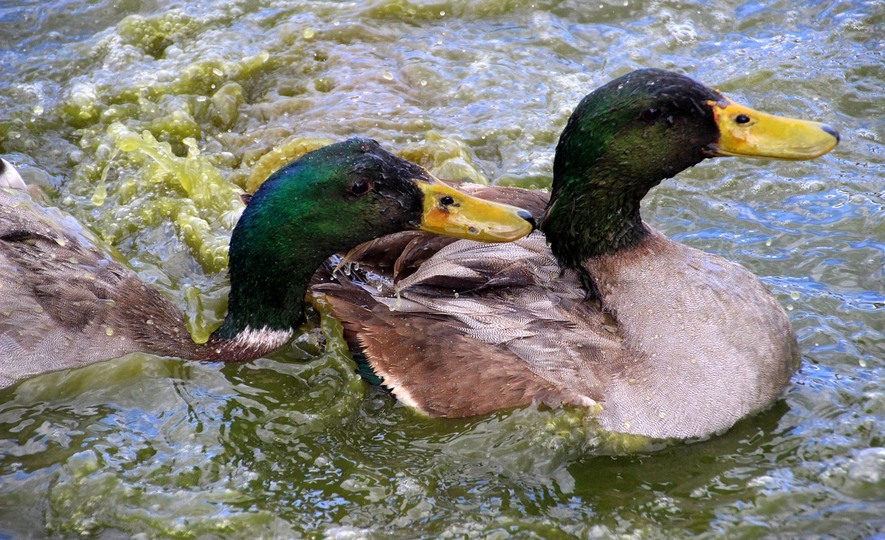 ducks mallards drake free photo