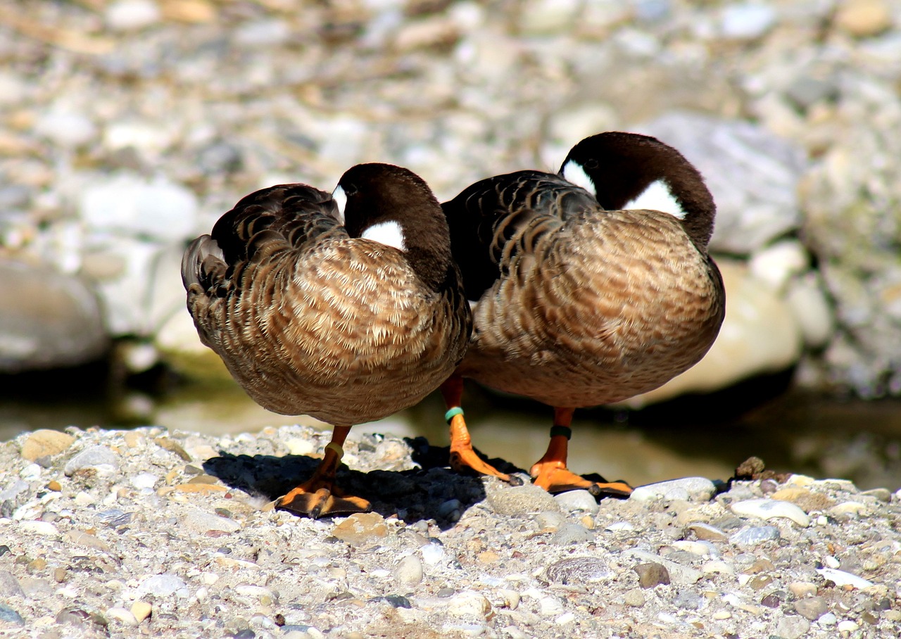 ducks bird water bird free photo