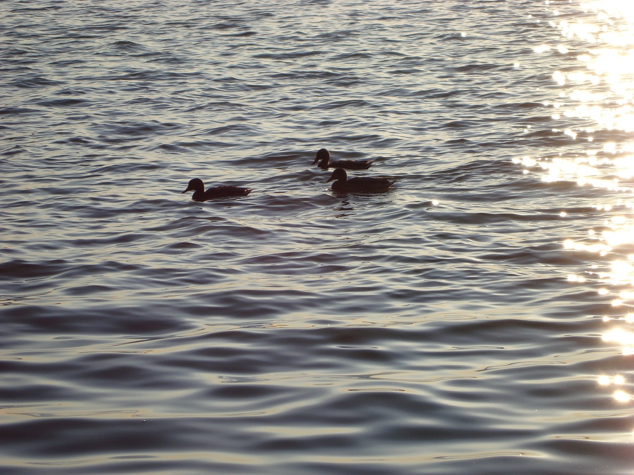 ducks lagoon zemborzycki free photo