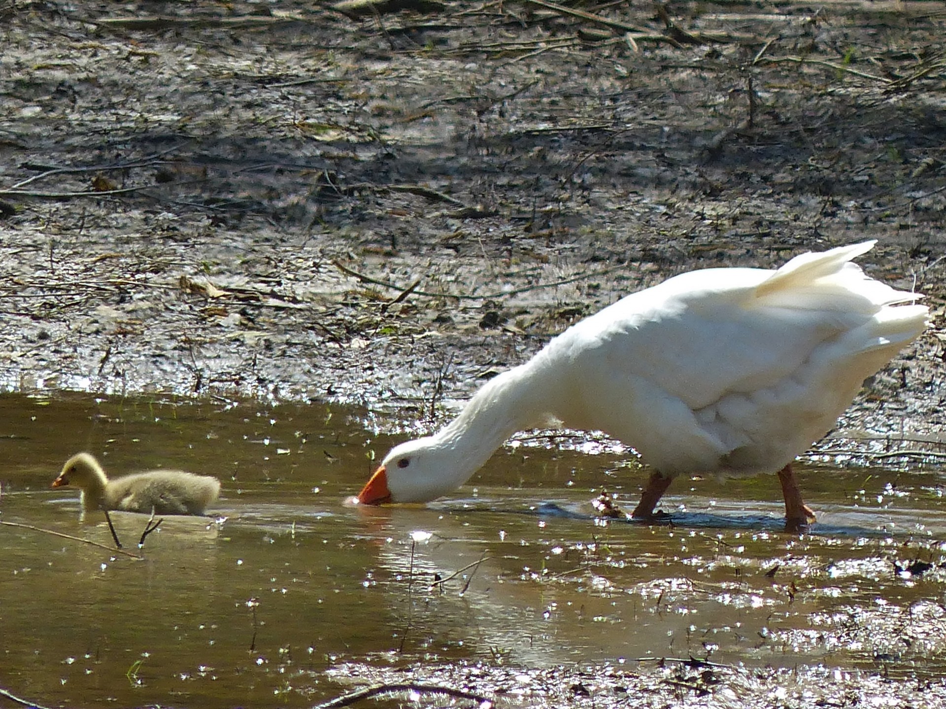 duck ducks animal farm free photo