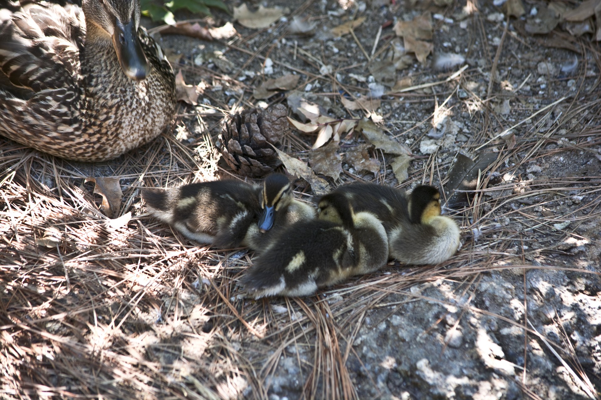 duck zoo water free photo