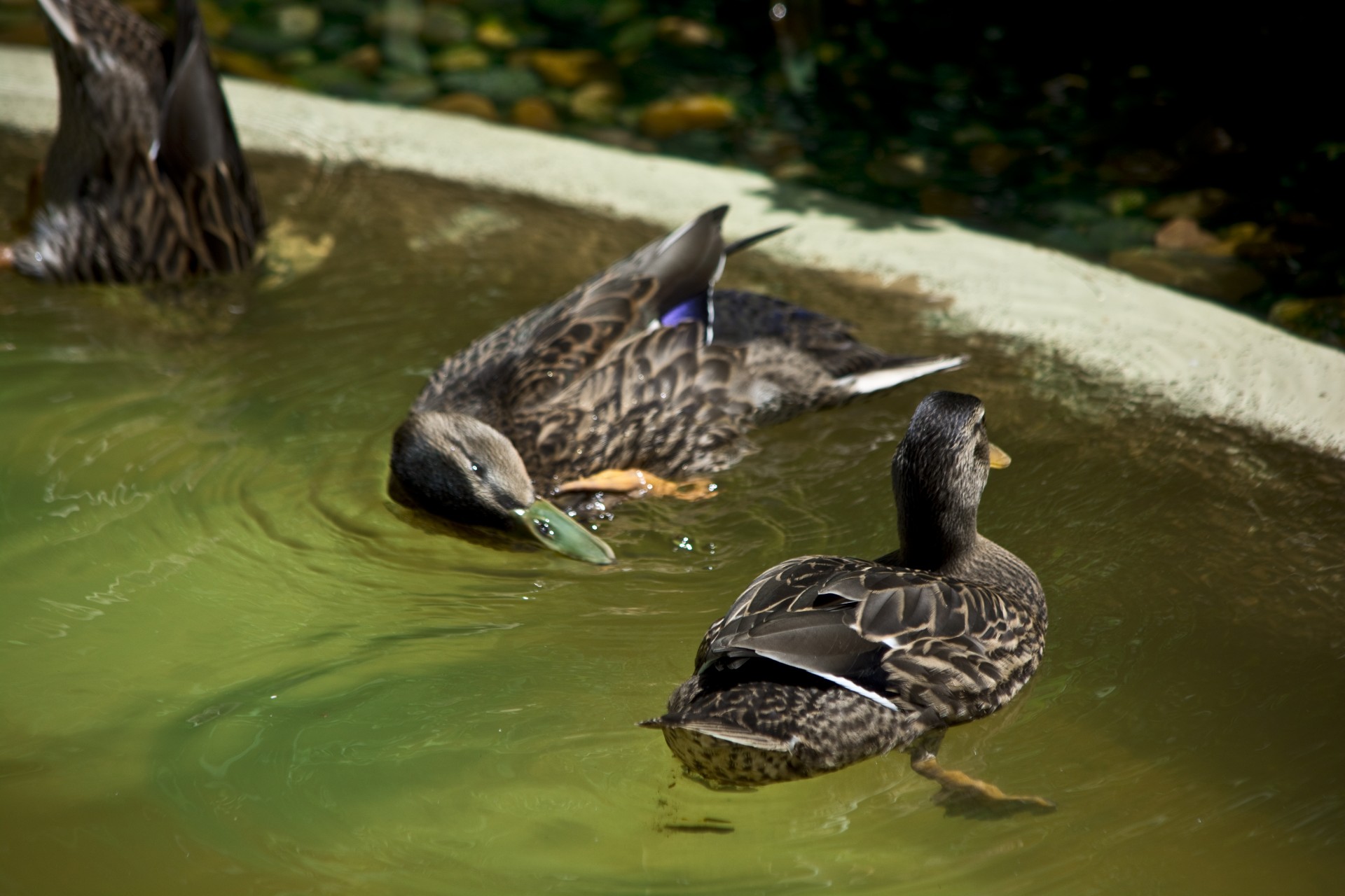 ducks water swimming free photo