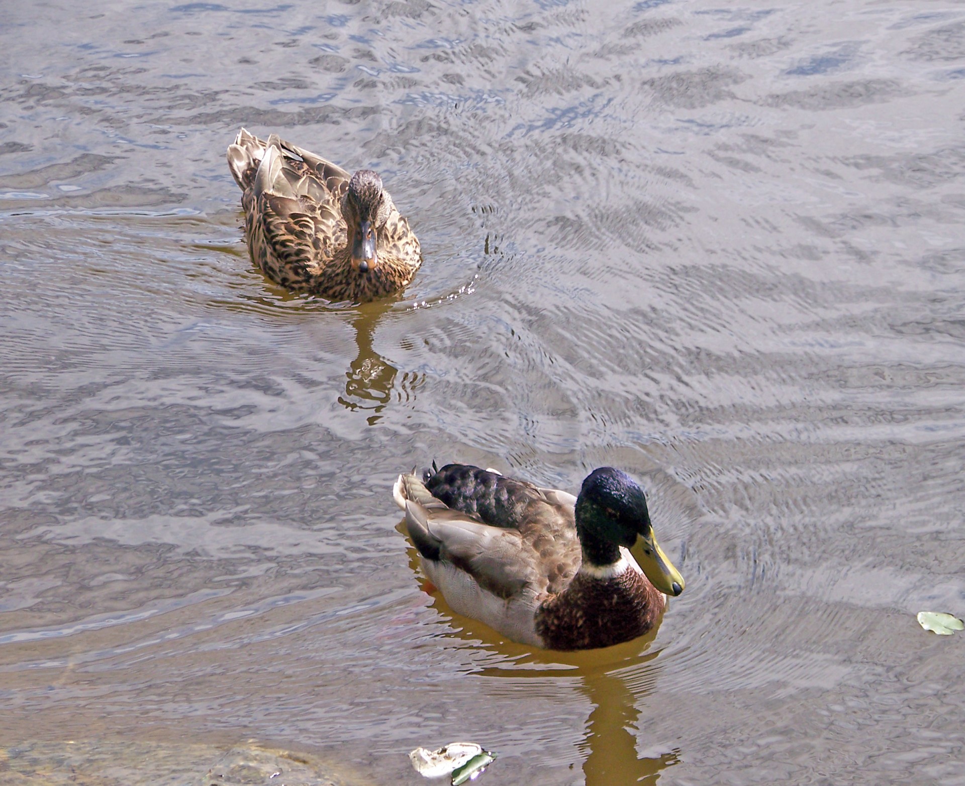 duck pond mallard free photo