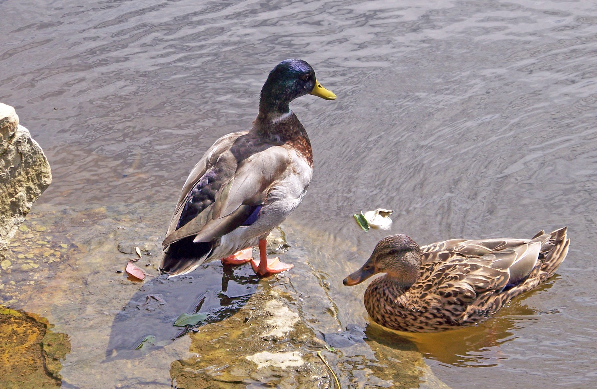 duck pond mallard free photo