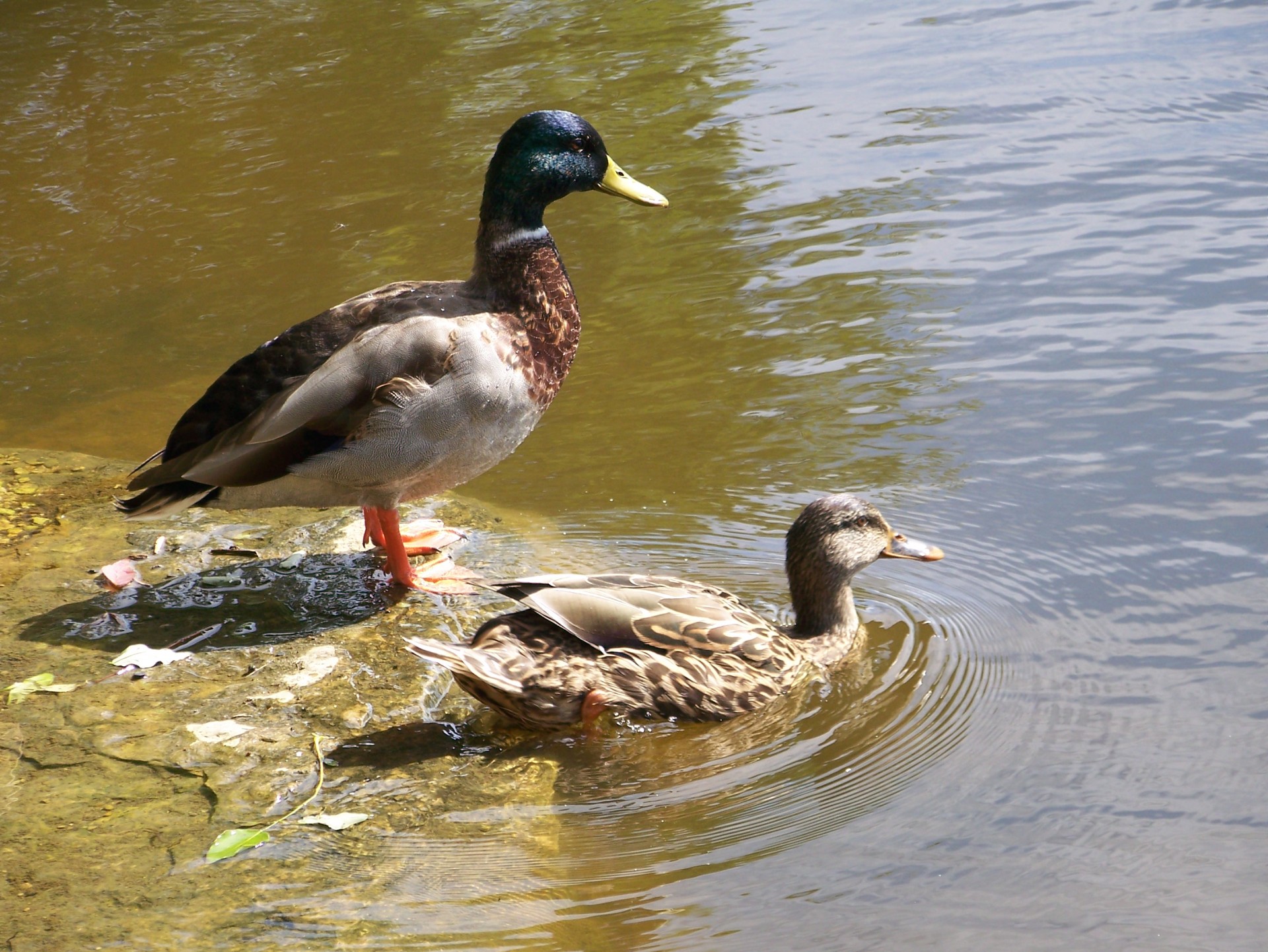duck pond mallard free photo
