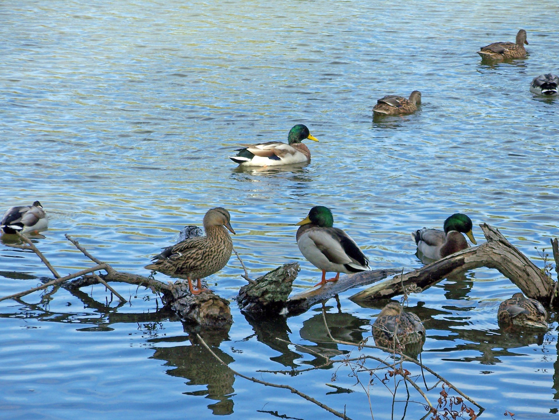 ducks pond mallard free photo