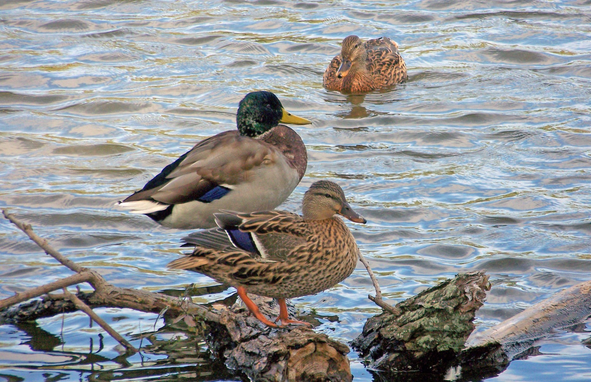 ducks pond mallard free photo