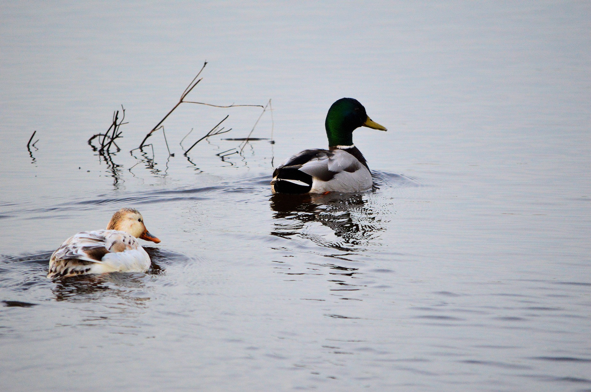 duck couple animal free photo