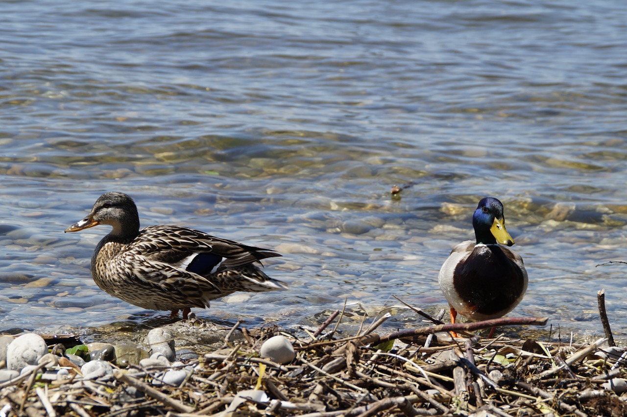 ducks mallards birds free photo