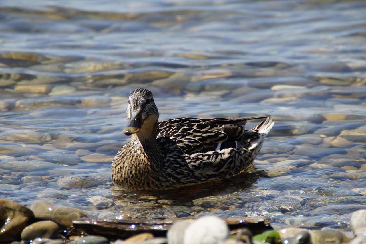 ducks mallards birds free photo