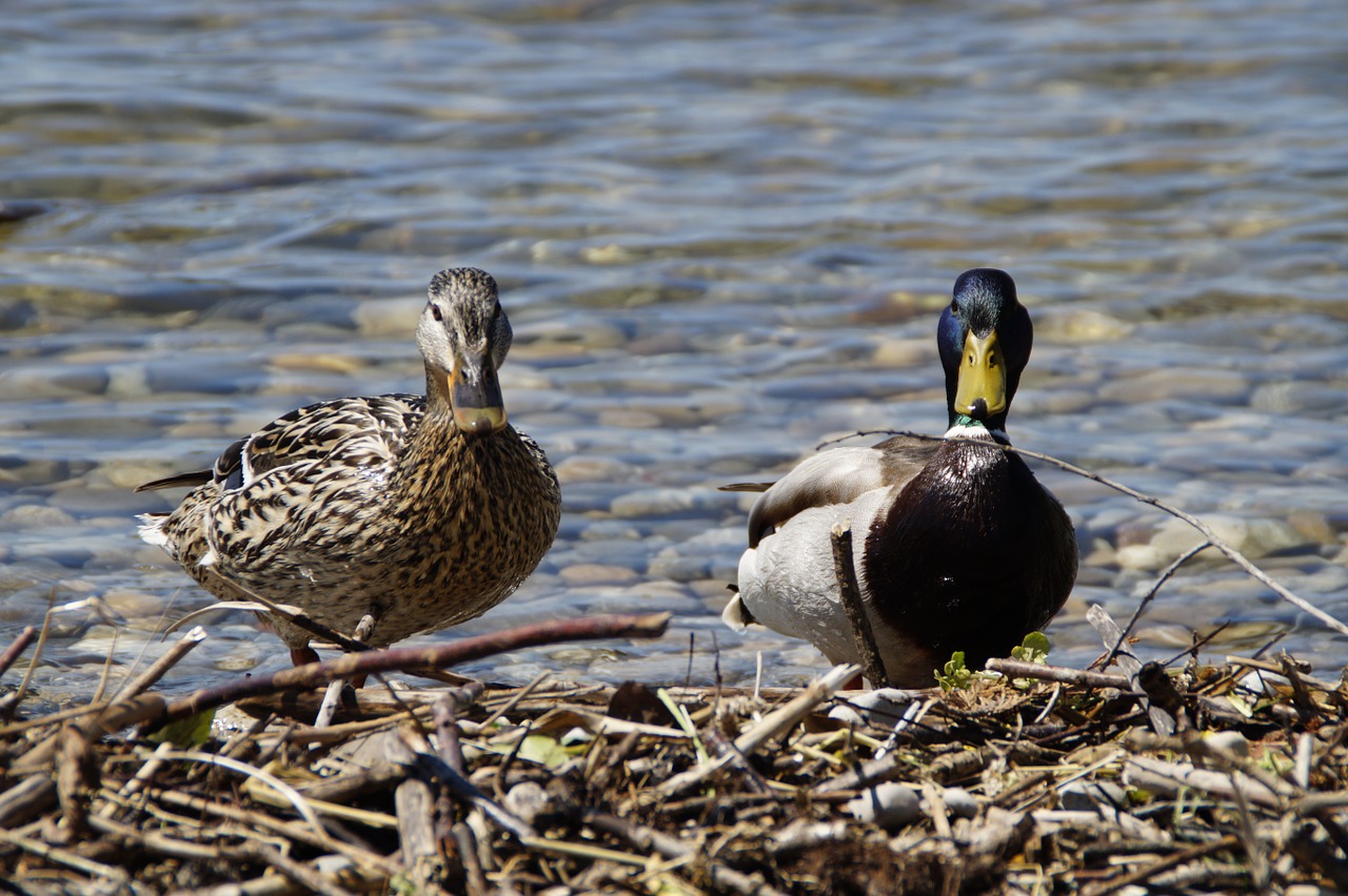 ducks mallards birds free photo