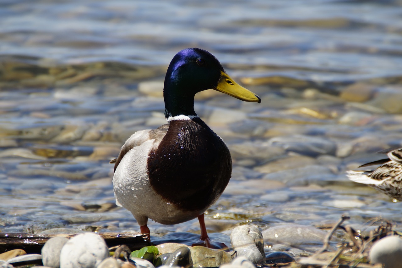 ducks mallards birds free photo