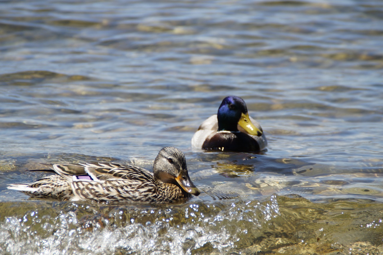 ducks mallards birds free photo