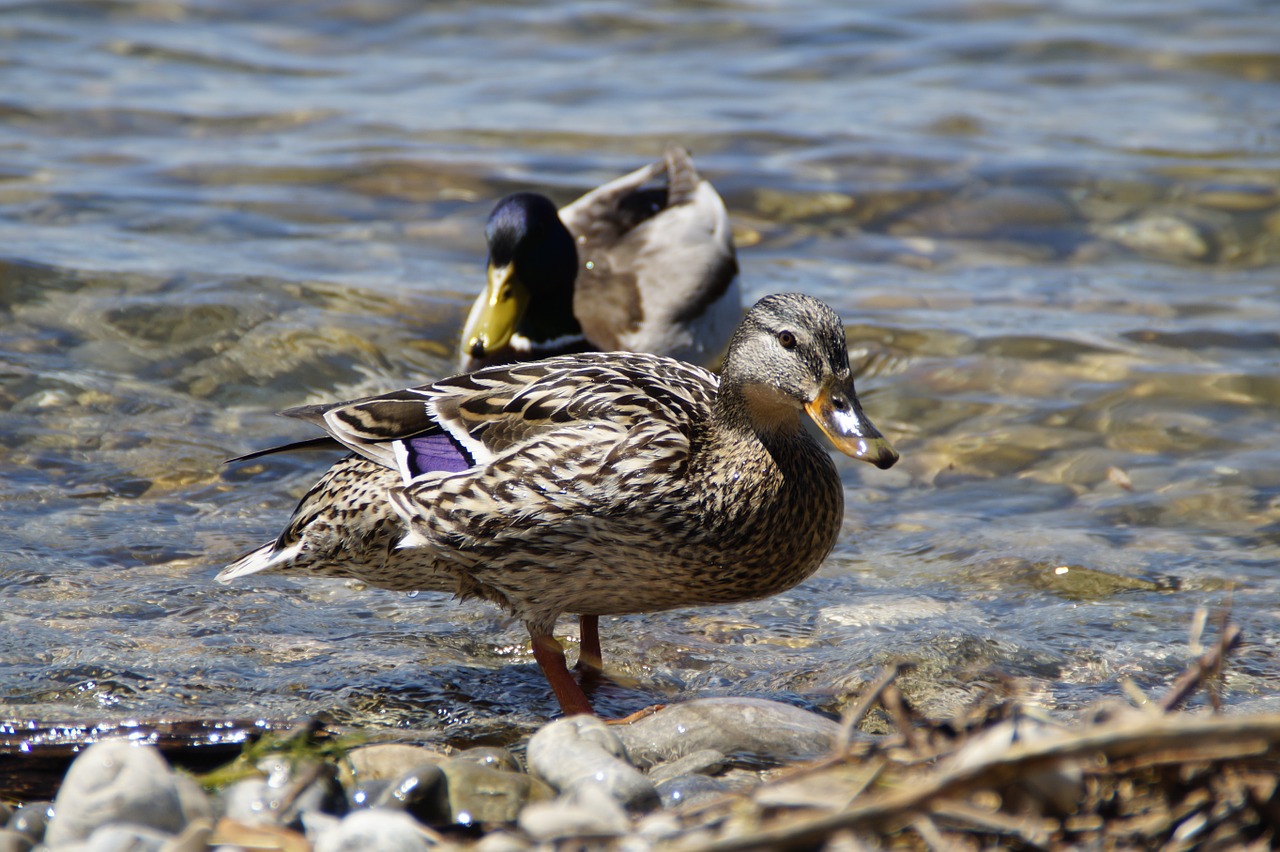 ducks mallards birds free photo