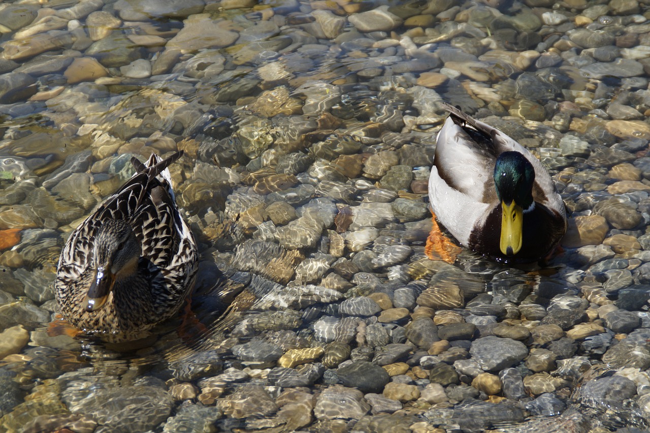 ducks mallards birds free photo