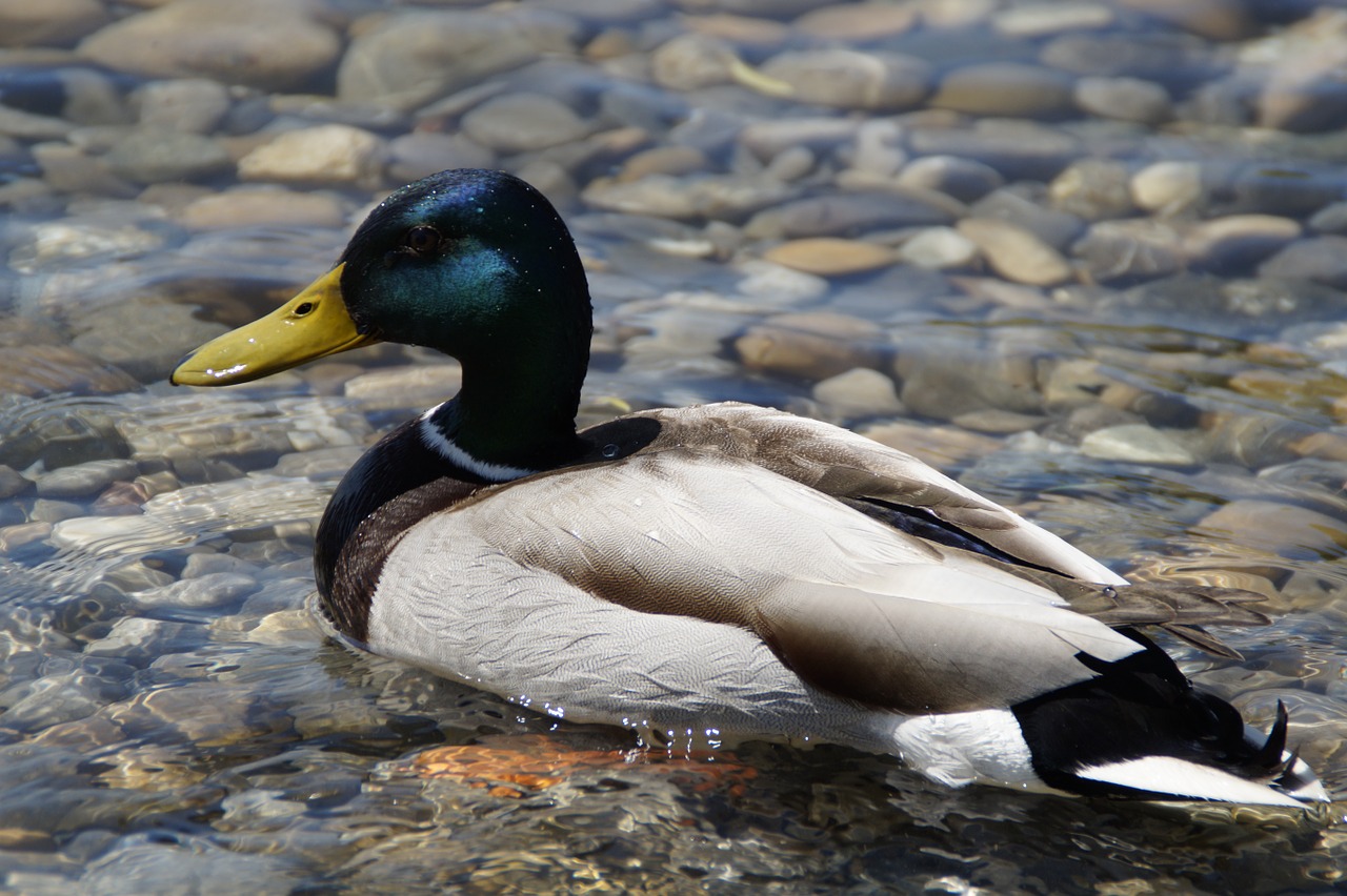 ducks mallards birds free photo