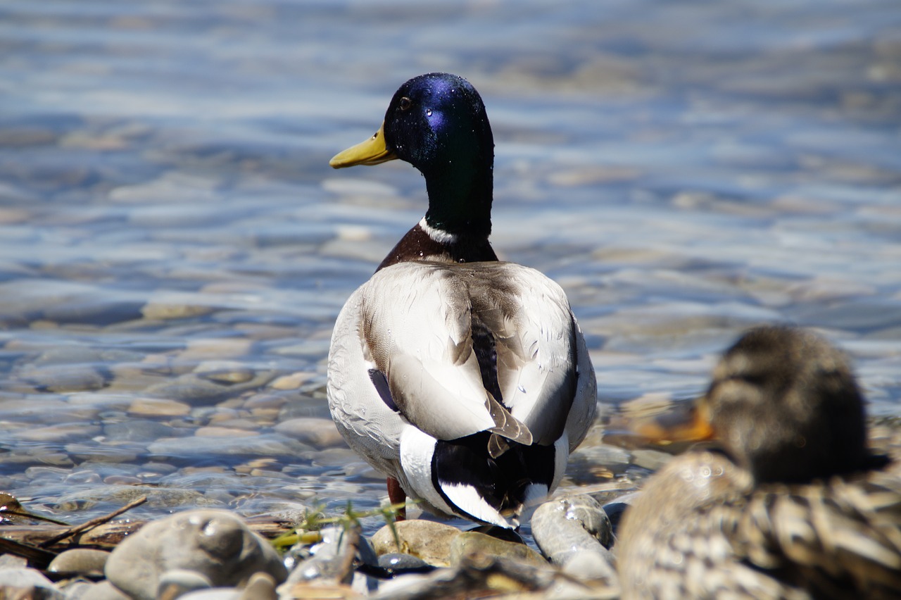 ducks mallards birds free photo