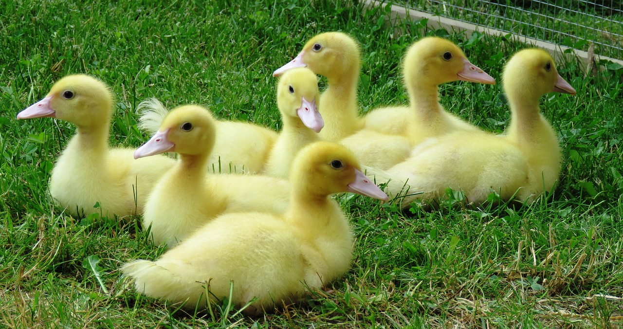 ducks chicks waterfowl free photo