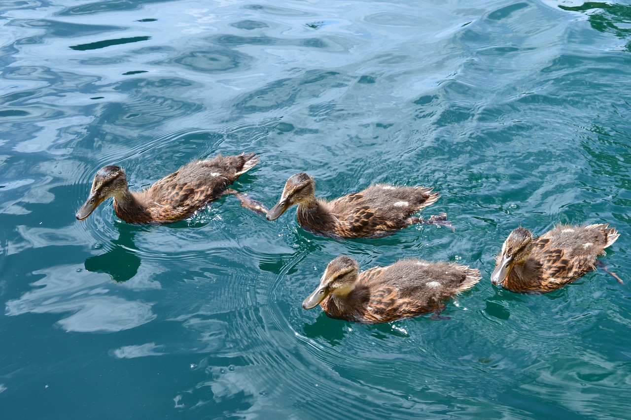 ducks mallards birds free photo