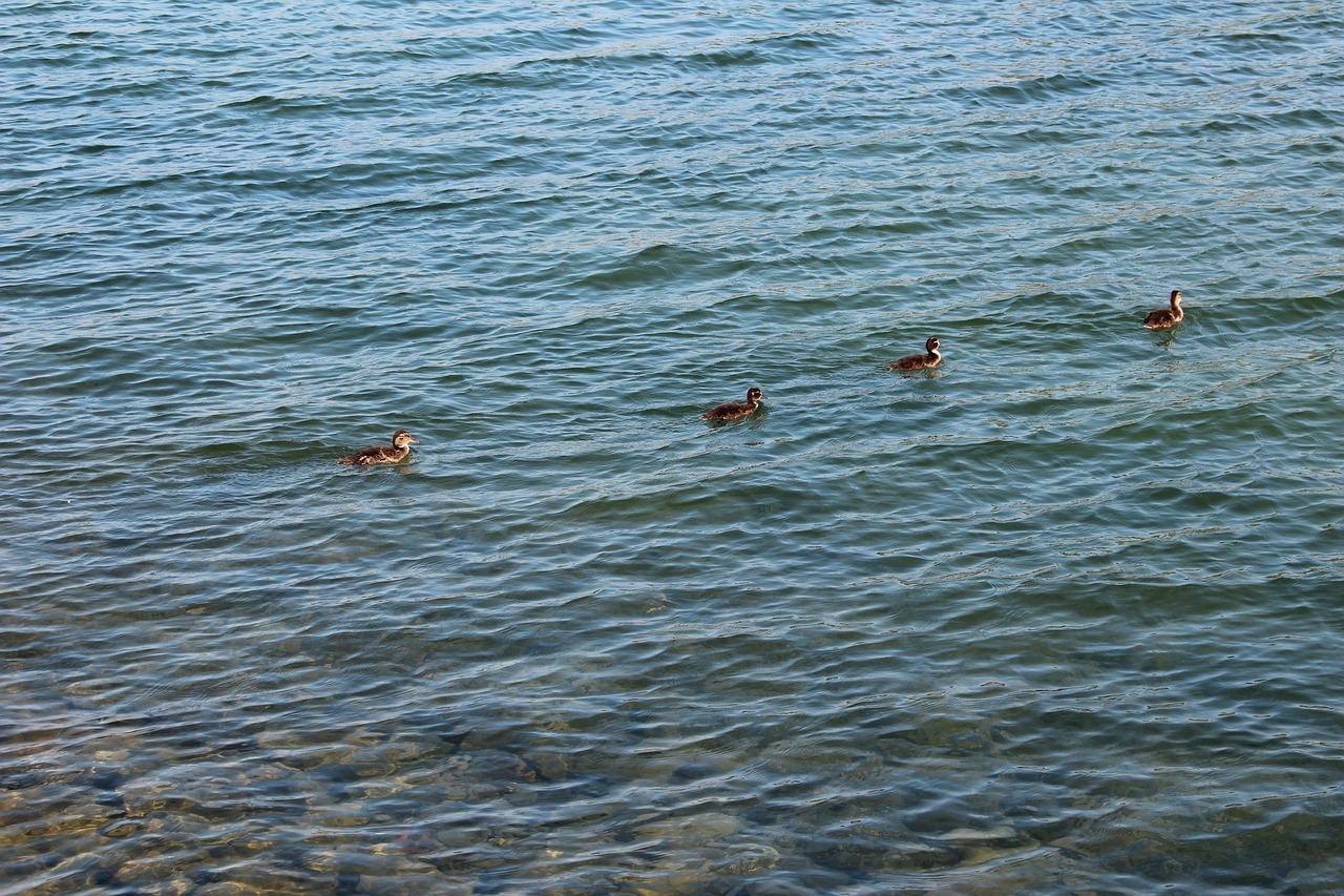 ducks line bird free photo