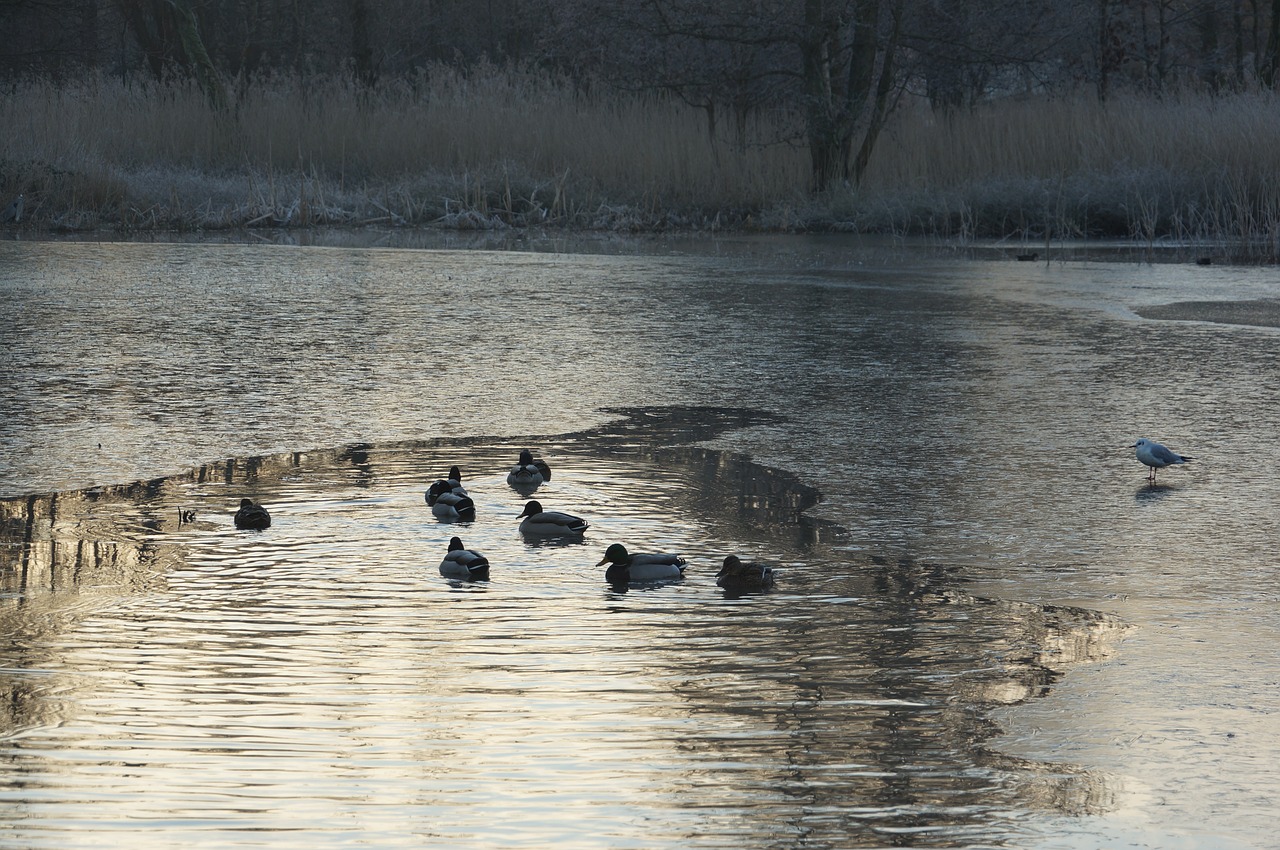 ducks winter lake free photo